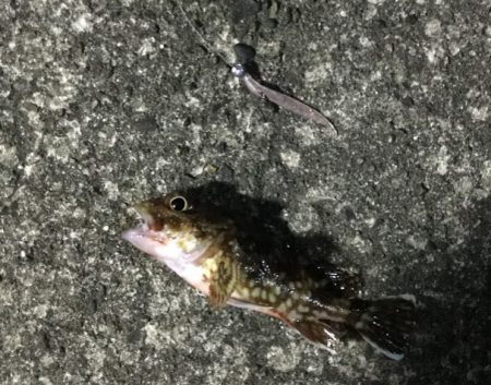 アジ ガシラ メッキ アオリイカ